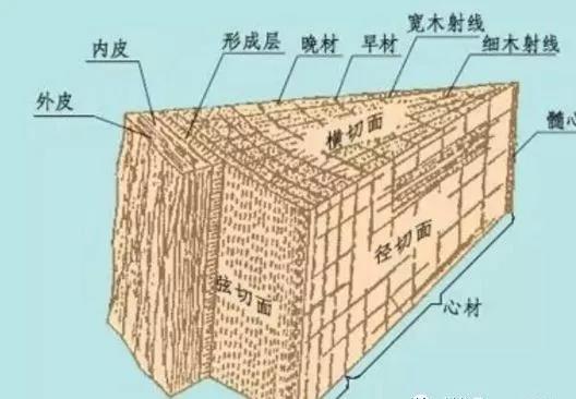 板材人必须了解的木材基本知识 ! ! !